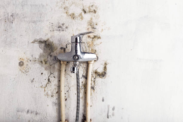 Best Residential Mold Removal  in Great Neck Estates, NY