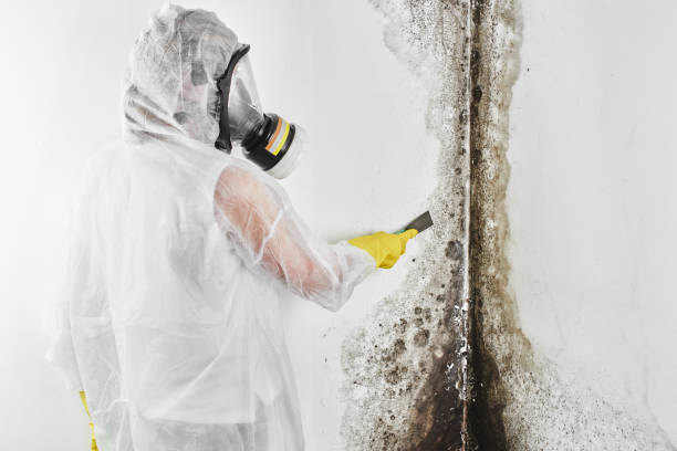 Attic Mold Removal in Great Neck Estates, NY
