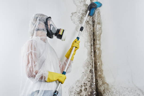 Best Toxic Mold Removal  in Great Neck Estates, NY