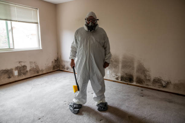 Best Mold Damage Repair  in Great Neck Estates, NY